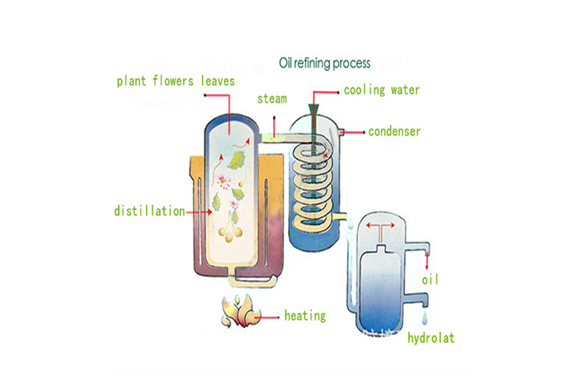 Chamomile Essential Oil Distillers For Sale