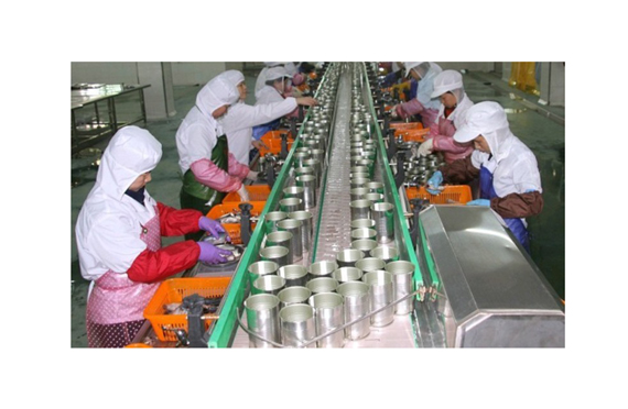 Commercial canned fish/Sardine processing plant machinery production line