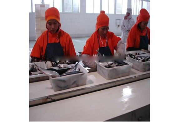 Complete sardines in oil production line