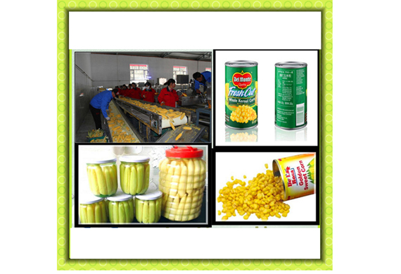 hihg effective Automatic Sweet Maize Processing Line