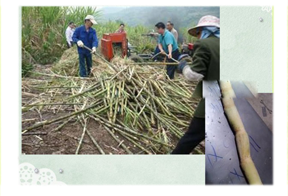 sugarcane cleaner