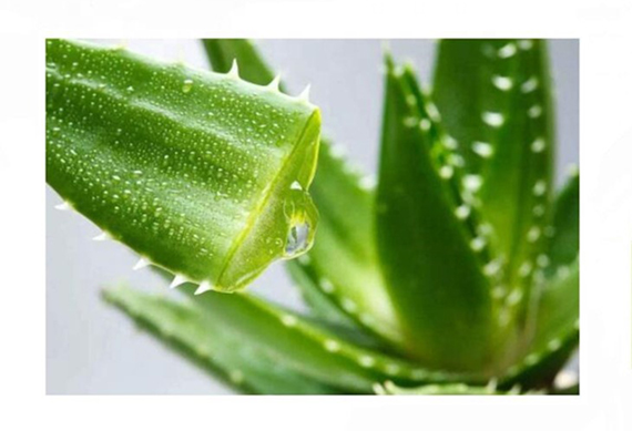 complete aloe vera extract powder processing machine