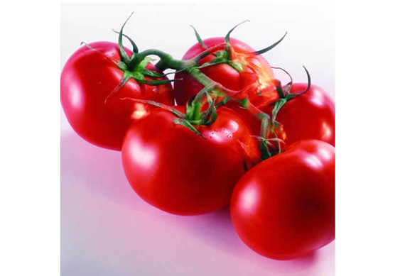 Tomato ketchup tomat paste processing plant