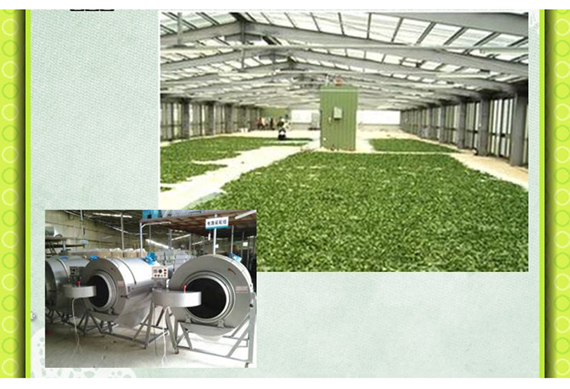 Tea leaf processing machine / tea steamer /tea steaming machine