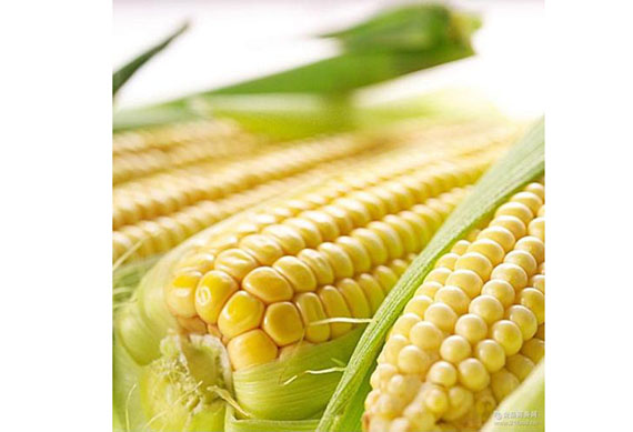 Sweet corn processing production line/canned maize making machines