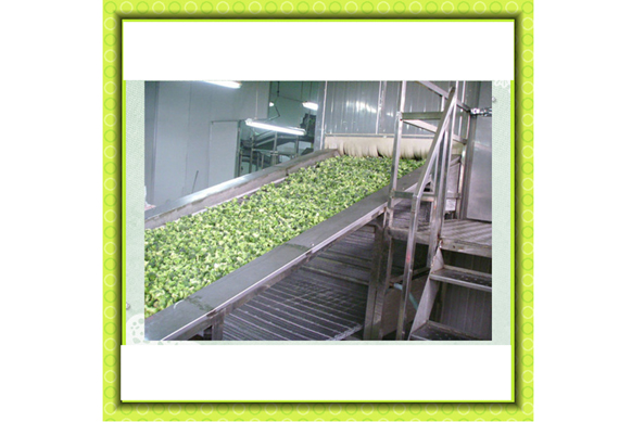 small capacity vegetable bean quick freezing machine