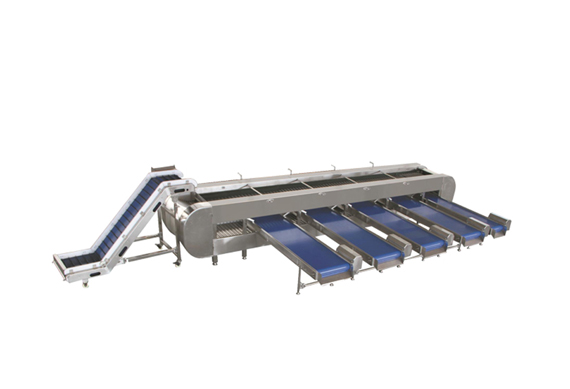 Size sorting machine for apples