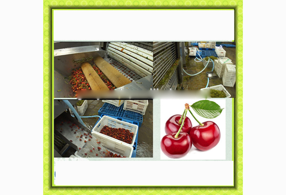 best Cherry stem removing machine Cherry /fruit processing machine