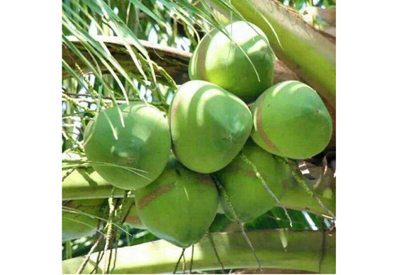 Young Green Coconut Peeling Machine