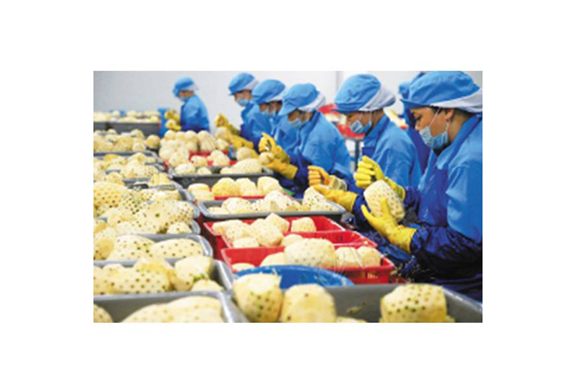 sweet canned thailand pineapple processing line