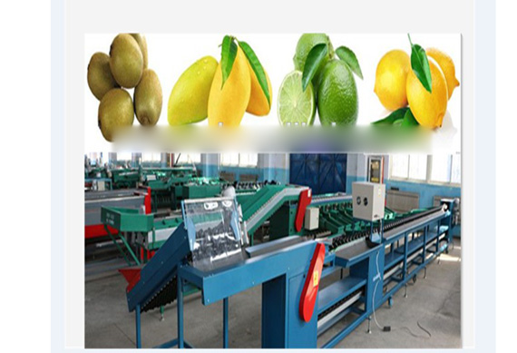 Dried fruit chips pineapple slices grading machine