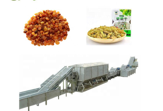 plant for raisin /dried grapes processing machine