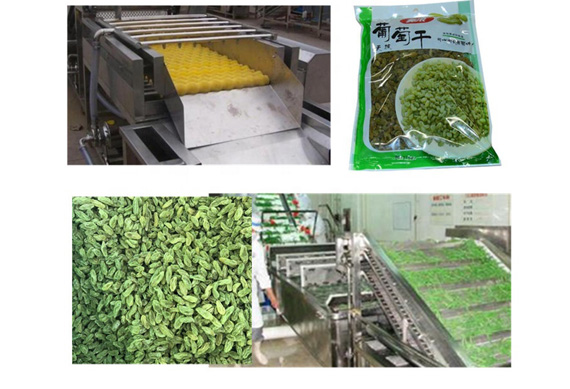 plant for raisin /dried grapes processing machine