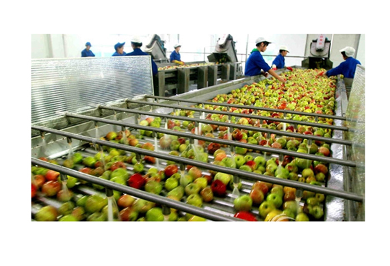 Fruit juice processing plant/ orange juice concentrate fruit production line