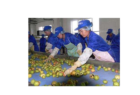 Strawberry jam processing plant