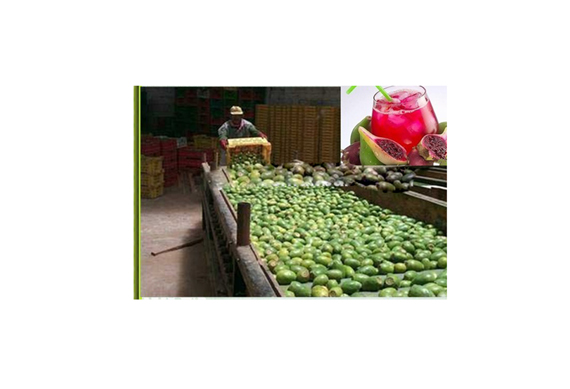 High efficiency prickly pear juice production plant