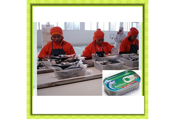 High efficiency tomato sauced sardines canning plant